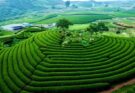 Mộc châu trên cao