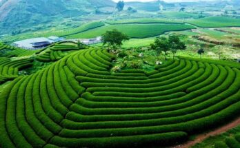 Mộc châu trên cao