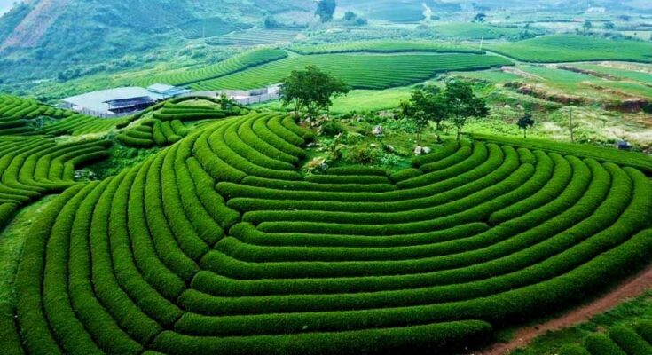 Mộc châu trên cao