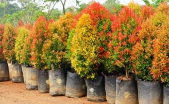 HỒng lỘc 75k 03 600x399