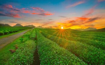 Toàn cảnh mộc châu