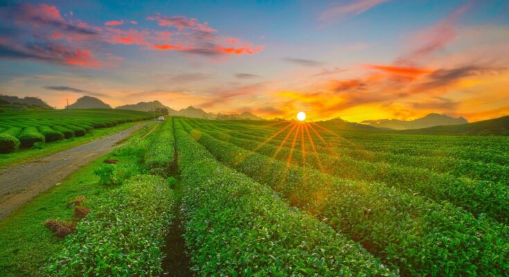 Toàn cảnh mộc châu